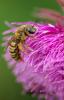Halictus scabiosae